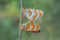 /album/foto-adriano/farfalla-melitaea-didyma-farfalla-fritillaria-a-fasce-rosse-jpg/